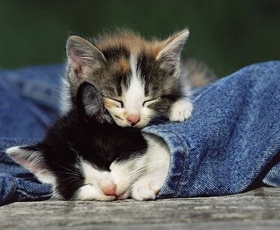 blw, cats and cuddle
