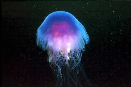 color,  colors and  jellyfish