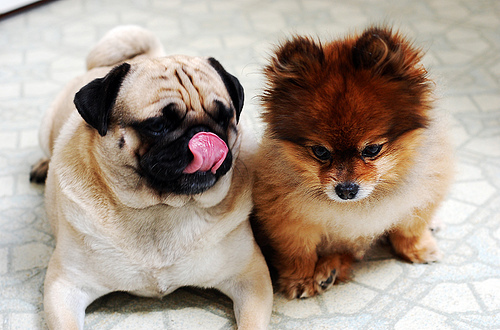 cute, dogs and pomeranian