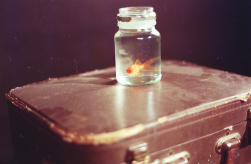 animal, cute, fish, goldfish, jar, let him go he needs air