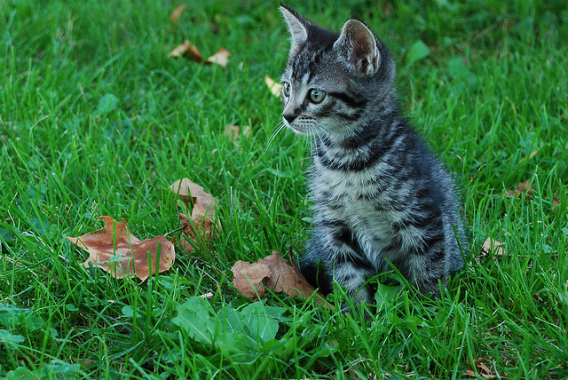 cat, grass and kitten