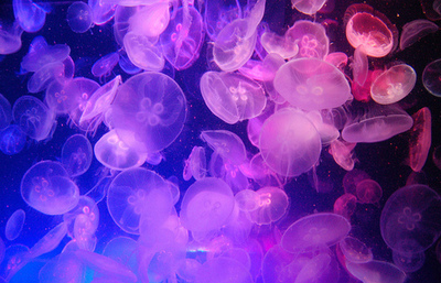 color,  inspiration and  jellyfishes