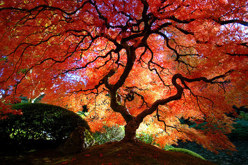 draw, nature, pretty, separate with comma, so beauty, tree