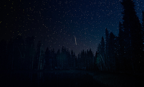 forest,  meteor and  night