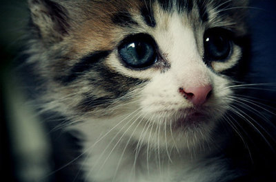 adorable, animal, animals, cat, cherokee, cute