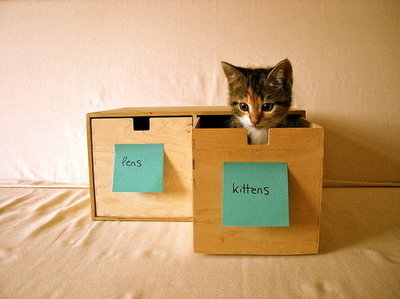 adorable,  cat and  cat in a box