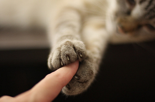 adorable, cat and claws