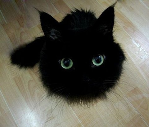 animal-black-cat-cat-cute-funny-furry-Favim.com-48165.jpg