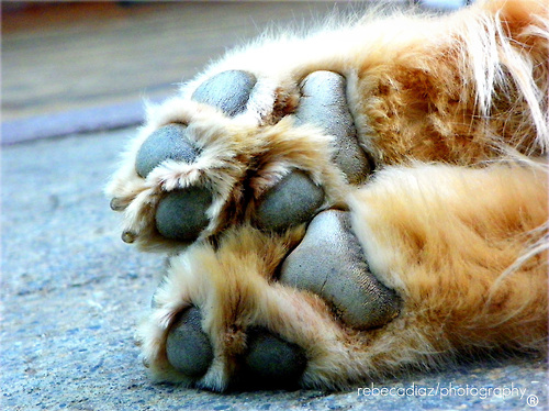 animal-blonde-cute-dog-footprint-footpri