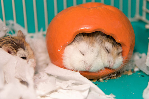 awww, cute and hamster