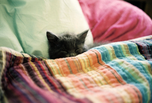 bed, blanket and cat