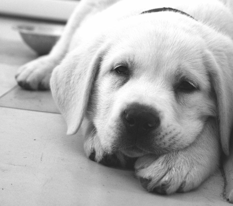 black and white, cute and dog