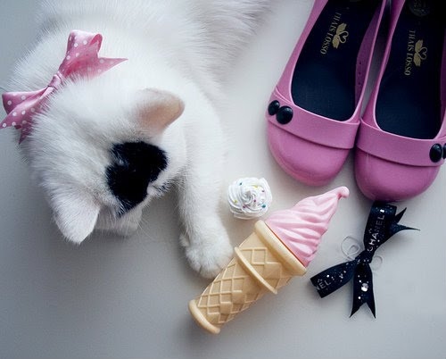 cat, cat! and chanel