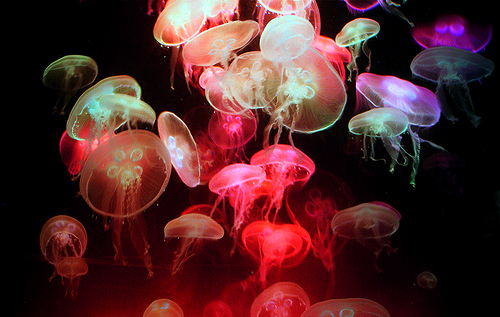 color,  colors and  jellyfish
