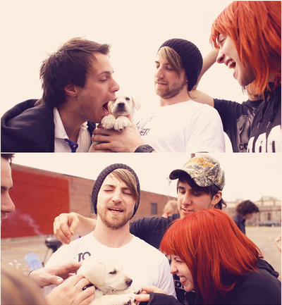 cute, dog and hayley williams