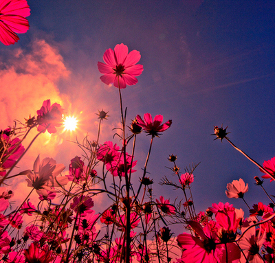 flowers, pink and pretty