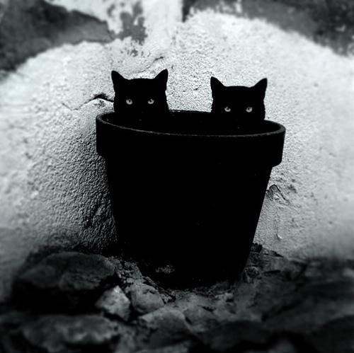 black and white, black cat and black cats