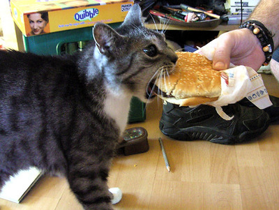 lol cheezburger