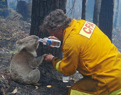 animal, animals and bushfire