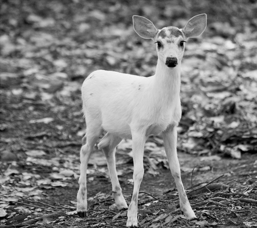 animal, black and white and deer