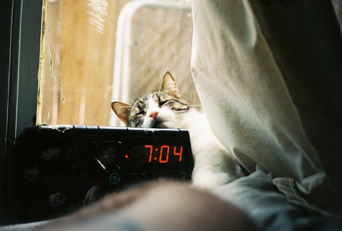 bed, cat and clock