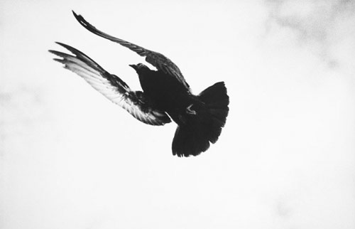 bird, black and white and flying