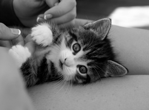black and white, cat, cute, kitten, martineh - image #49962 on Favim.com