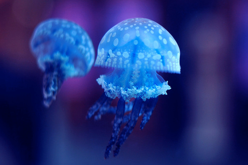 blue, jellyfish and ocean