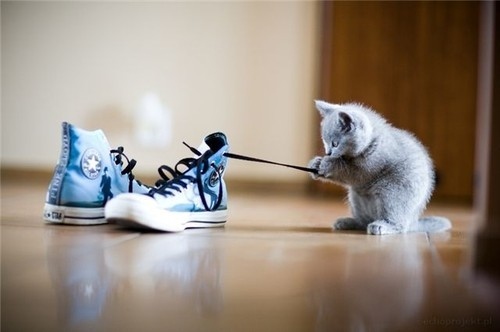 cat, converse and cute
