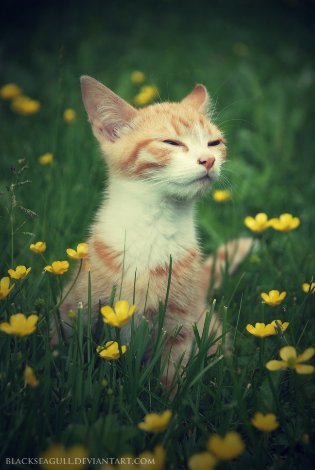 cat, cute and flower