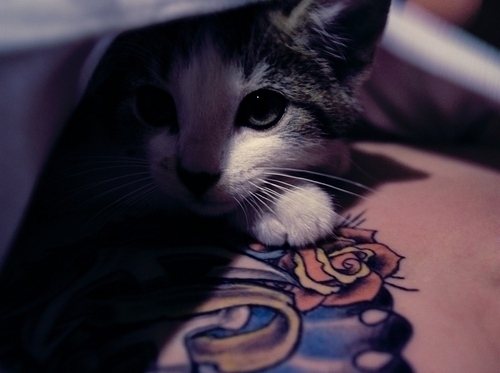 cat gato tattoo tattoos tatuagem Added May 19 2011 Image size 