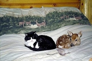 animals,  aww and  bed
