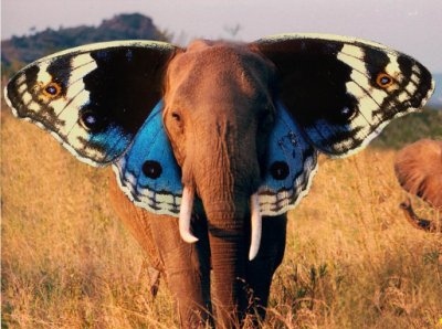 animals,  butterfly and  elephant
