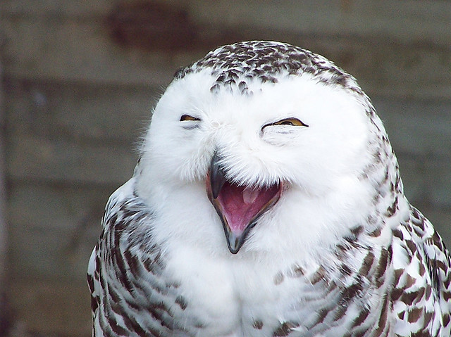 bird, happy and laugh