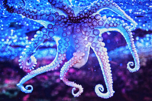 blue, ocean and octopus