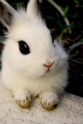 bunny, coelho and cute