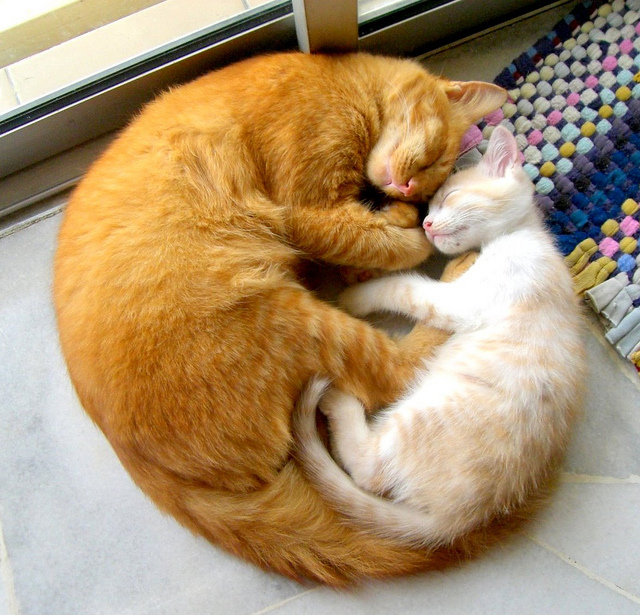 cat, cats and circle