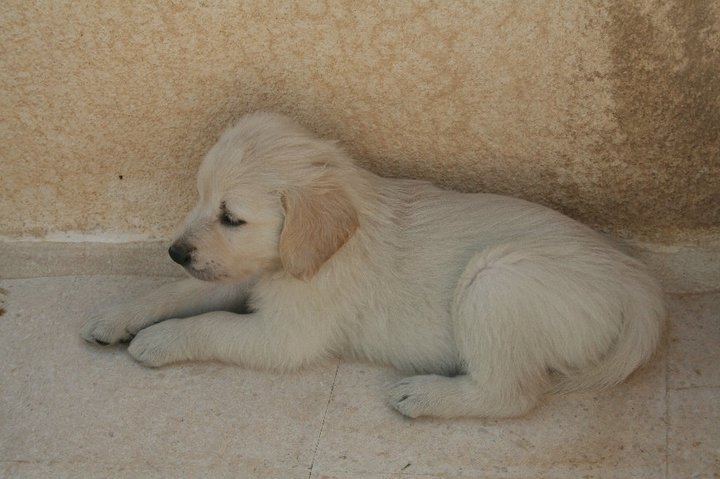 golden retriever puppy cute. cute, dog, golden retriever,