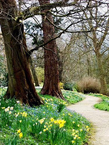 daffodils, easter and england