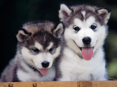 Black Malamute Dog