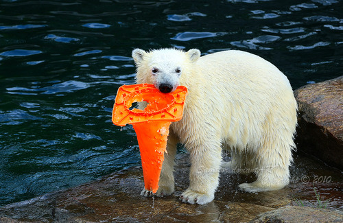 adorable, bear, bears, cute, polar bear, polar bears