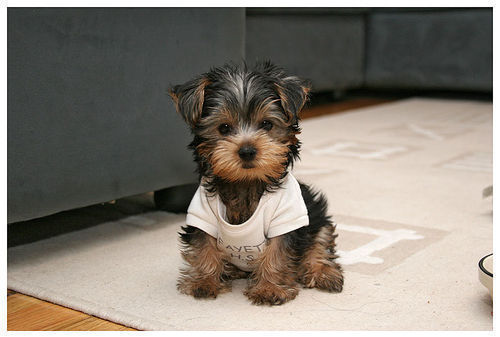 adorable, cute, dog, filhote, fofo, london