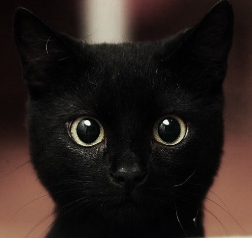 <3, black and black cat