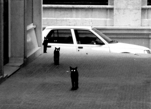 black and white, black cats and car