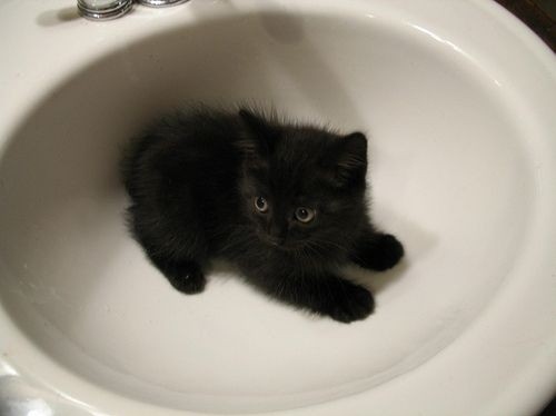 black, black cat and cat