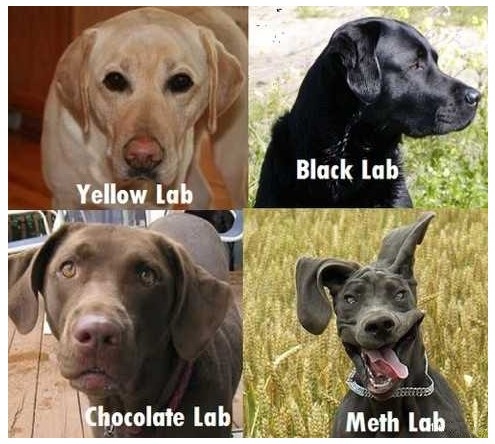 black, chocolate and dog