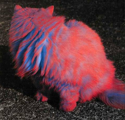 Blue Cat Colored And Colors Image 51924 On Favim Com,Easy Jello Shot Recipes