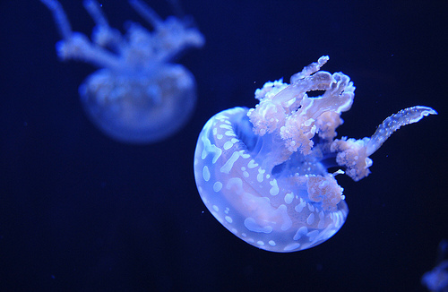 blue, deep blue and jellyfish