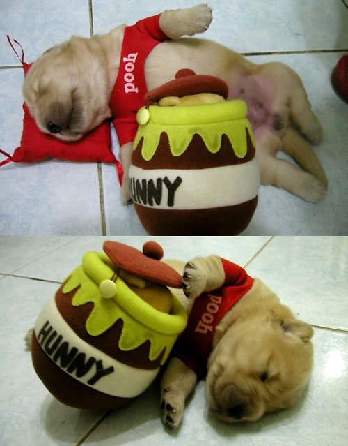 cute, dog and honey jar