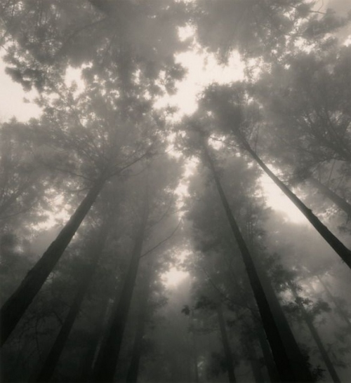 dark, fog and forest